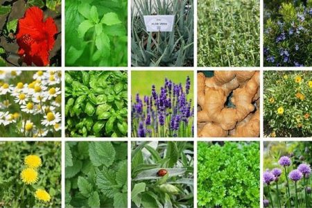 دلفان قطب تولیدات گیاهان دارویی در لرستان