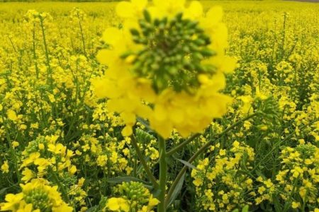 خرید یکهزار و ۳۰۰ تن کلزا از کشاورزان لرستانی