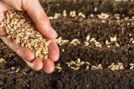 خرید تضمینی بیش از ۷ هزار تن گندم در پلدختر