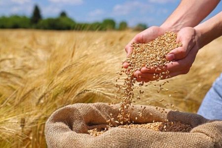 خرید ۷۲هزارتن گندم از کشاورزان لرستانی