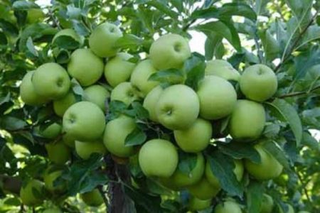 بروجرد قطب تولید سیب لرستان