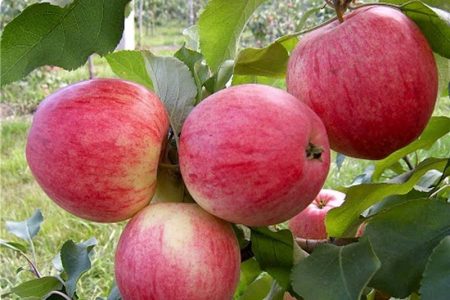 تولید سالانه ۲۰ هزار تن سیب گلاب در لرستان