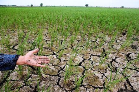 خطر خشکسالی در لرستان؛۲۲ هزار هکتار از اراضی کشاورزی در معرض نابودی