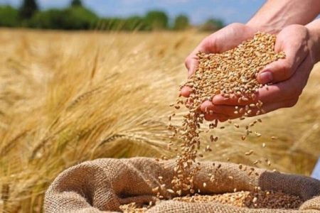 پرداخت ۱۷۸ میلیارد تومان به گندم‌کاران لرستانی