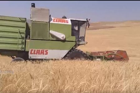 پیش بینی برداشت ۱۲ هزار تن گندم از مزارع بخش بیرانوند