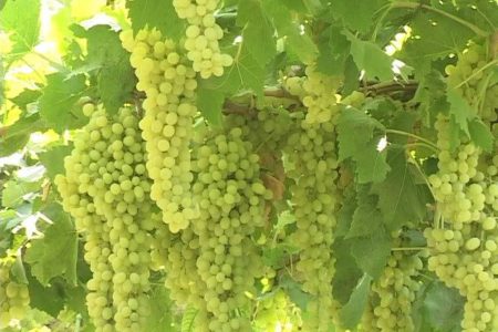 برداشت بیش از ۴۰ هزار تن انگور از باغات لرستان