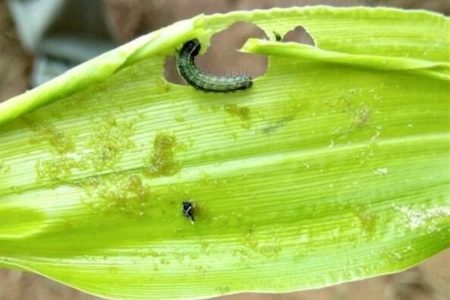 هجوم کرم برگ‌خوار به ۲۲۵ هکتار مزارع لرستان؛آغاز مبارزه جدی برای کنترل آفت