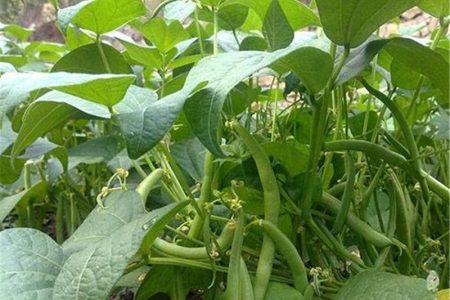 پیش بینی برداشت هزار و ۲۰۰ تن لوبیا از مزارع بیرانشهر