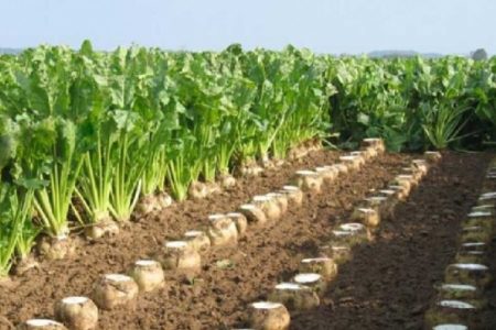 برداشت ۴۰۰ هزار تن چغندرقند از مزارع لرستان