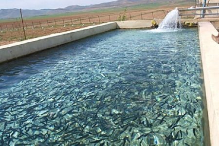 ۲۰ هزار تن به ظرفیت تولید ماهی در لرستان اضافه می‌شود