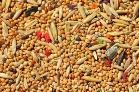 آغاز برداشت ارزن در مزرعه ۴۰۰ هکتاری رومشکان