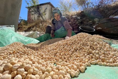 برگزاری دوره‌های تخصصی کشت مکانیزه نخود در لرستان