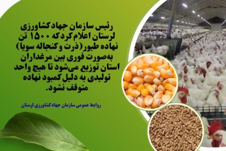 تأمین ۱۵۰۰ تن نهاده طیور برای مرغداران لرستان