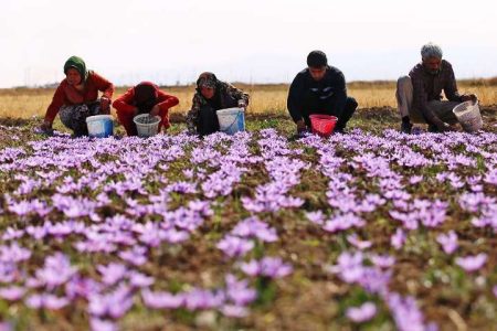 آغاز برداشت زعفران از مزارع لرستان