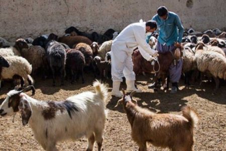 واکسیناسیون دام‌های لرستان علیه بیماری «تب برفکی»