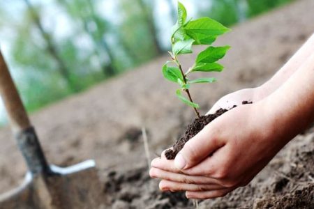 پویش درختکاری در خرم‌آباد به مناسبت ولادت حضرت علی (ع)