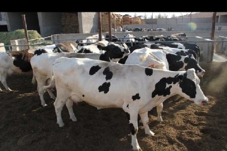 اجرای طرح ملی افزایش تولید در دامداری‌های لرستان