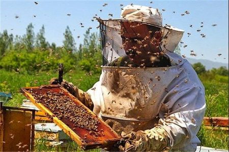 رکورد ۱۵۶ کیلویی عسل از یک کلونی در دلفان