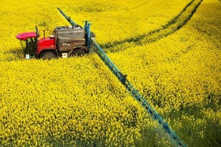 اختصاص ۴۶۰۳ هکتار از اراضی لرستان به کشت کلزا