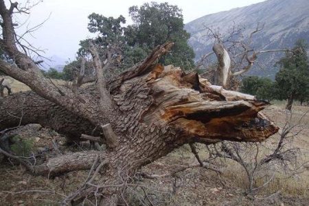 نقش کلیدی مؤسسه گیاه‌پزشکی در مدیریت بحران زاگرس