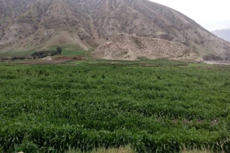 پلدختر قطب سبزی زمستانی کشور