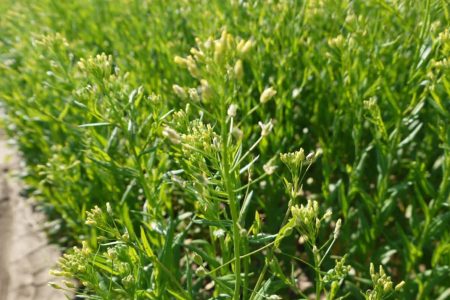 آغاز کشت گسترده کاملینا در کوهدشت