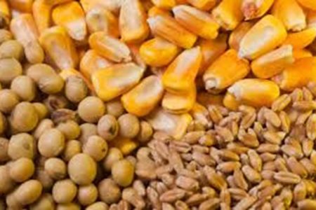 توزیع ۳ هزار تن نهاده‌های مورد نیاز دام و طیور در لرستان