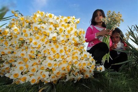 آغاز برداشت گل نرگس از نرگس زارهای لرستان