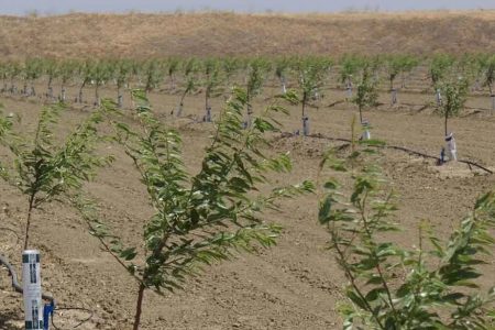 کاشت نهال بادام و زیتون در زمین‌های شیب‌دار لرستان
