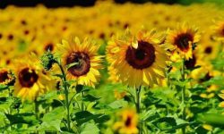 کشت ۱۶۰ هکتار گل آفتاب‌گردان برای اولین‌بار در دورود