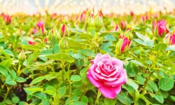 تولید سالانه ۲۰ میلیون شاخه گل رز در لرستان