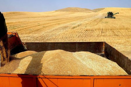 خرید بیش از ۲۴۱ هزار تن گندم در لرستان