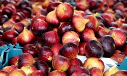 پلدختر در مسیر تبدیل شدن به قطب فرآوری انجیر کشور