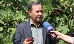 لرستان،بی‌رقیب در تولید انجیر سیاه کشور