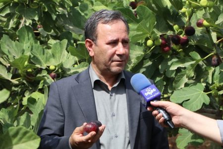 لرستان،بیرقیب در تولید انجیر سیاه کشور