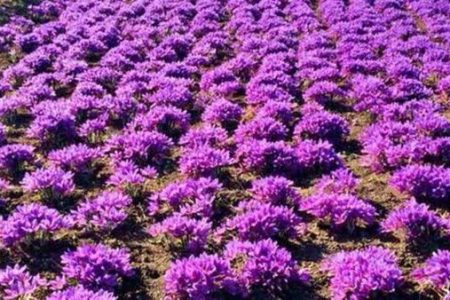 برداشت ۵.۵ تن طلای سرخ از مزارع لرستان