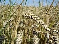 ۲۰هزار تن گندم از کشاورزان پلدختری خریداری می‌شود