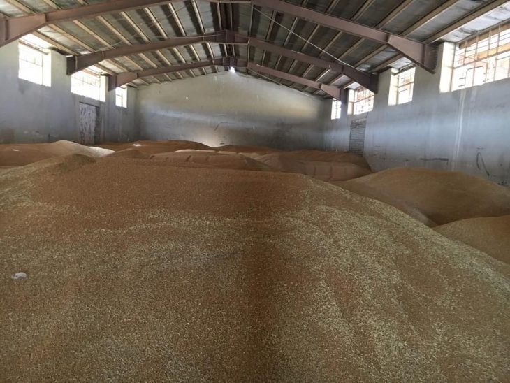 خرید تضمینی بیش از ۱۵ هزار تن گندم از کشاورزان لرستان