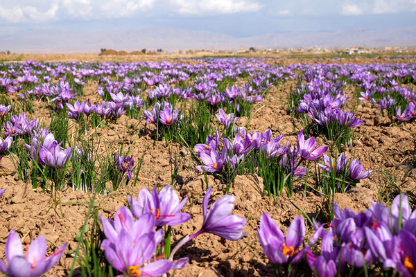 مرغوب‌ترین زعفران ایران بدون برند/دلالان در کمین طلای سرخ