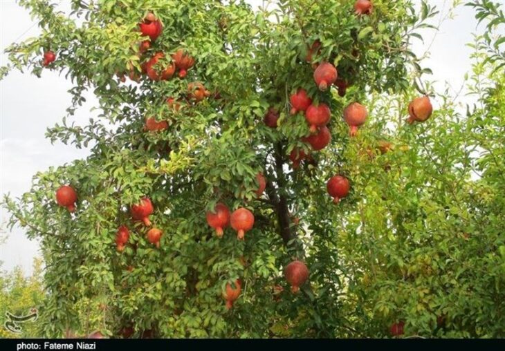 برداشت ۷۰ هزار تن انار از باغات لرستان/ ایستگاه تحقیقات انار احداث می‌شود