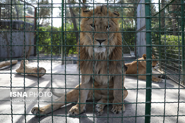 باغ وحش خرم‌آباد به دلیل نقض حقوق حیوانات تعطیل شد