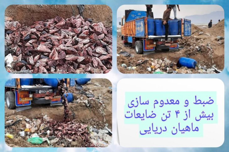 ضبط و معدوم سازی بیش از ۴ تن ضایعات ماهیان دریایی