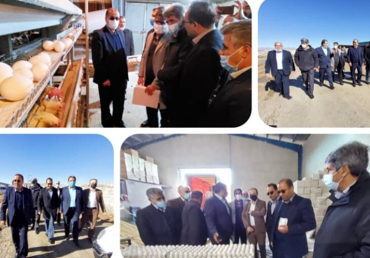 افزایش ظرفیت واحدهای مرغ تخم گذار در لرستان