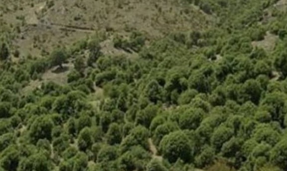 ضرورت تهیه امکانات و اختصاص اعتبار برای حفاظت از جنگل‌های لرستان