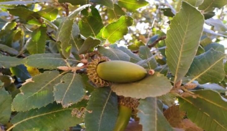 اختصاص یک‌میلیارد و ۳۵۰میلیون تومان برای مقابله با آفت جوانه‌خوار بلوط در لرستان