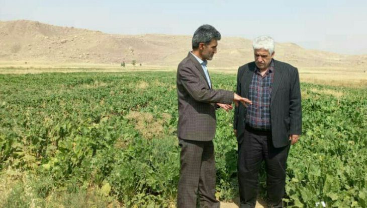 نخستین کشت چغندرقند در پلدختر انجام شد