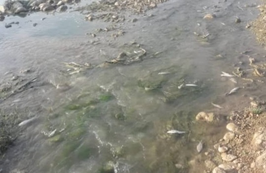 بررسی دلایل اتلاف آبزیان در رودخانه کریه ویسیان