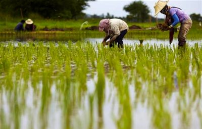 حمایت از کشت قراردادی برنج با تامین بیش از ۱۶ هزار تن انواع کودهای کشاورزی و نهاده های مورد نیاز