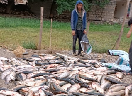 سیلاب به ۳۰ مزرعه پرورش ماهی الیگودرز آسیب وارد کرد