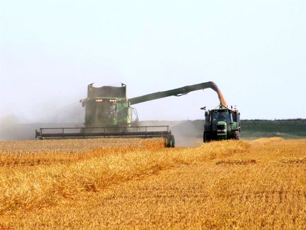 خرید تضمینی ۲۲۰ هزار تن گندم مازاد بر نیاز کشاورزان در لرستان